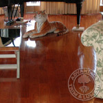  Exotic Hardwood Flooring