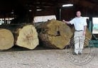 Ipe Wood Logs