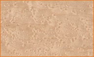 Birdseye Maple Flooring