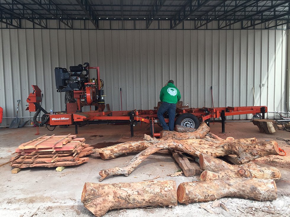 eucalyptus logs
