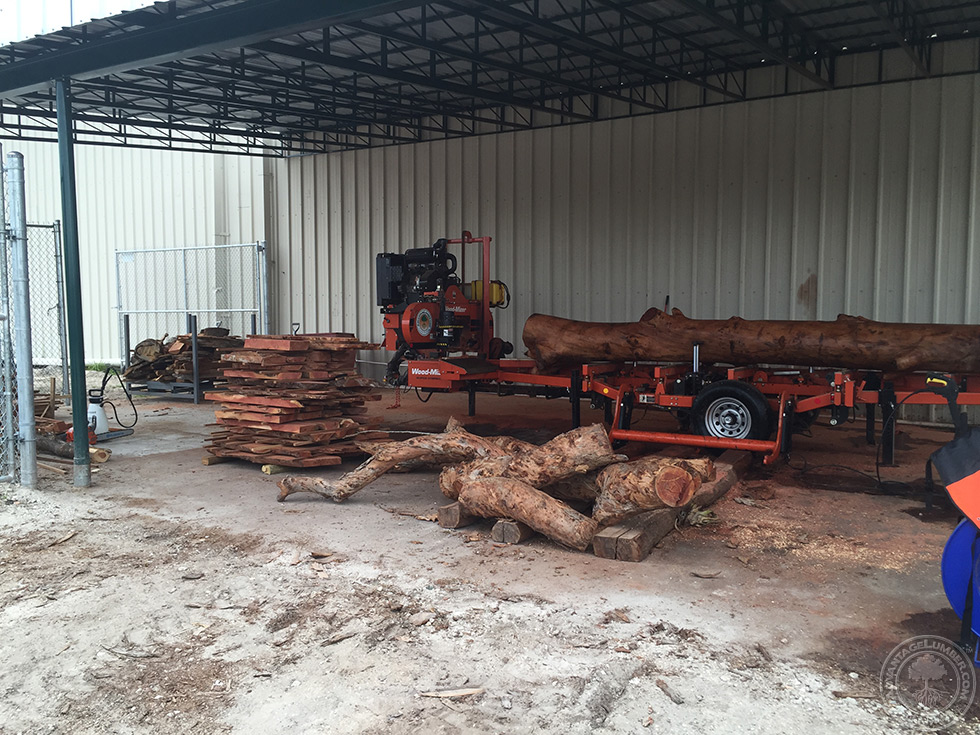 eucalyptus logs