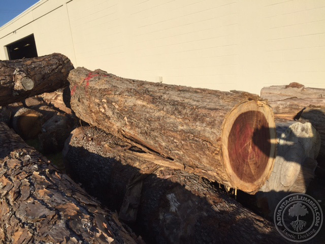 indian rosewood log