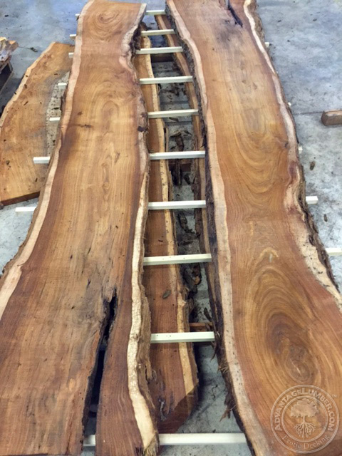 eucalyptus slabs florida lumber mill