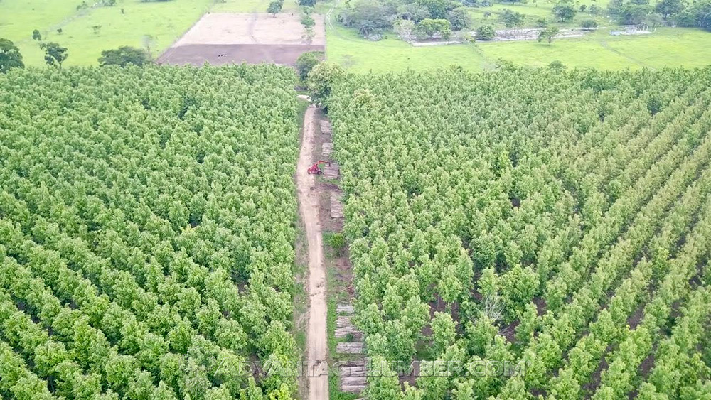 Our Teak is grown in 20–50 year plantations, which means you’ll get the hardest, most durable wood without harming the environment. It’s a 100% renewable product guaranteed to last!