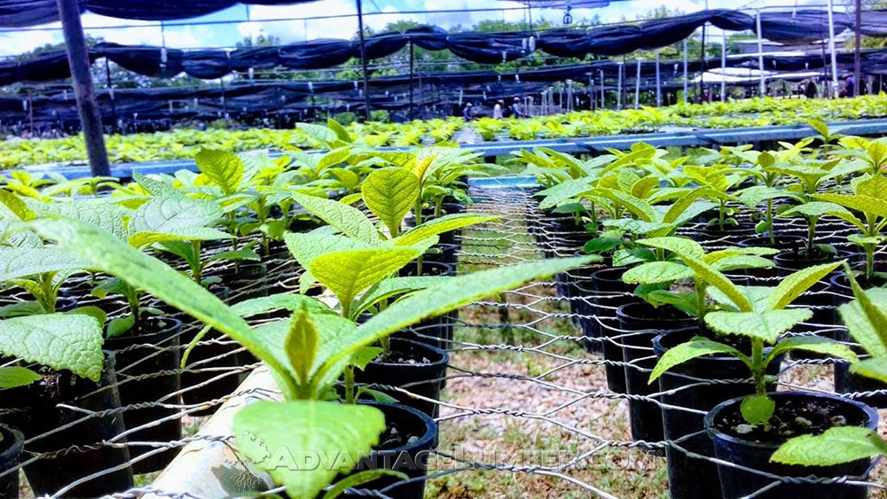 Our Teak is grown in 20–50 year plantations, which means you’ll get the hardest, most durable wood without harming the environment. It’s a 100% renewable product guaranteed to last!