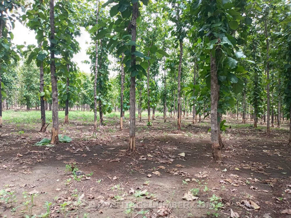Our Teak is grown in 20–50 year plantations, which means you’ll get the hardest, most durable wood without harming the environment. It’s a 100% renewable product guaranteed to last!