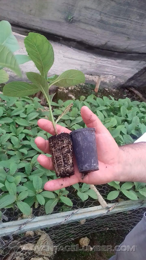 Our Teak is grown in 20–50 year plantations, which means you’ll get the hardest, most durable wood without harming the environment. It’s a 100% renewable product guaranteed to last!