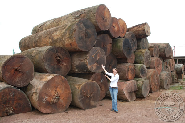 Some Tigerwood logs being looked over by one of our Purchasing Agents. We personally inspect every mill we work with to ensure high quality material gets to you, our customer.