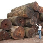 Tigerwood timber logs