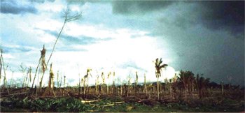 brazil clear cutting