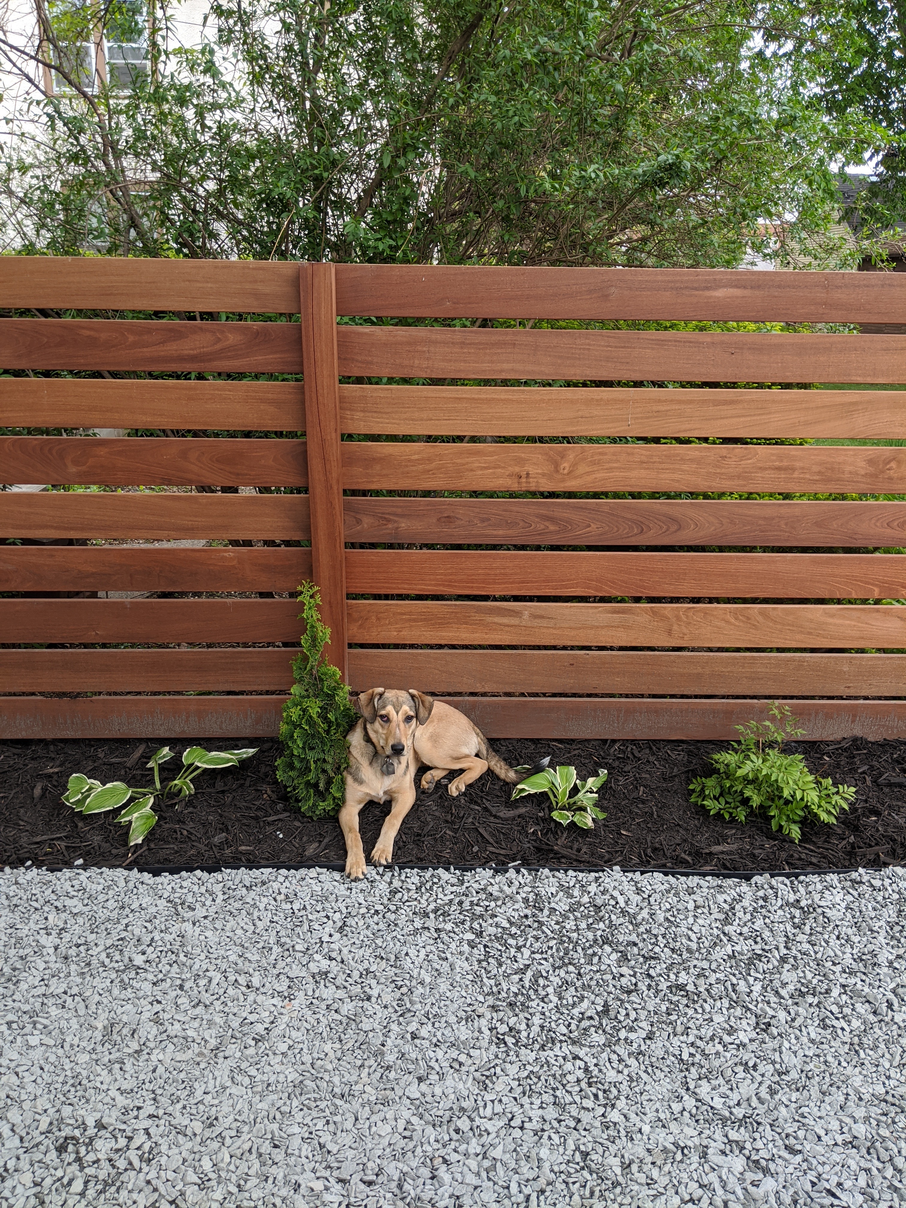 Ipe Wood Privacy Fence in Minneapolis, MN