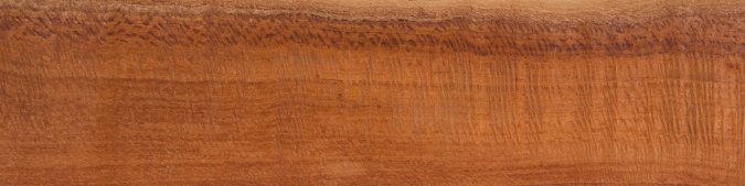 Silk Oak