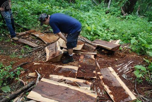 Hardwood expert, Jason Peters inspecting a pile of cocobolo lumber.