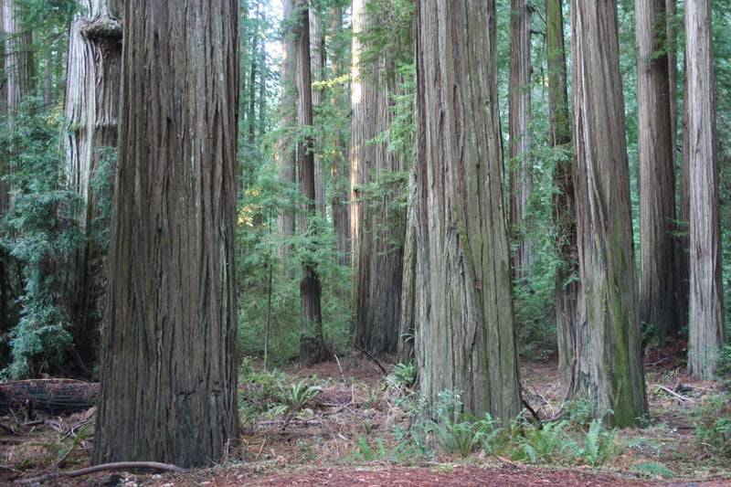 Old growth Redwood forests now protected for conservation