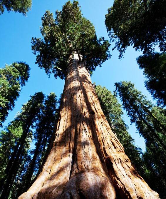 Redwood trees like this, are enjoyed by every generation that comes to national parks
