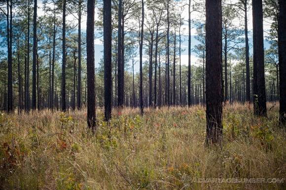 With tree planting efforts, we hope to restore all of the Ocala National Forest back to this.